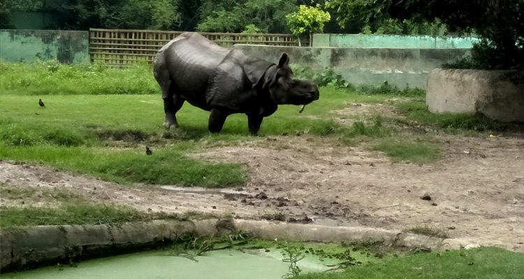Alipore Zoological Gardens Kolkata (Timings, History, Entry Fee, Images,  Location & Information) - Kolkata Tourism 2023