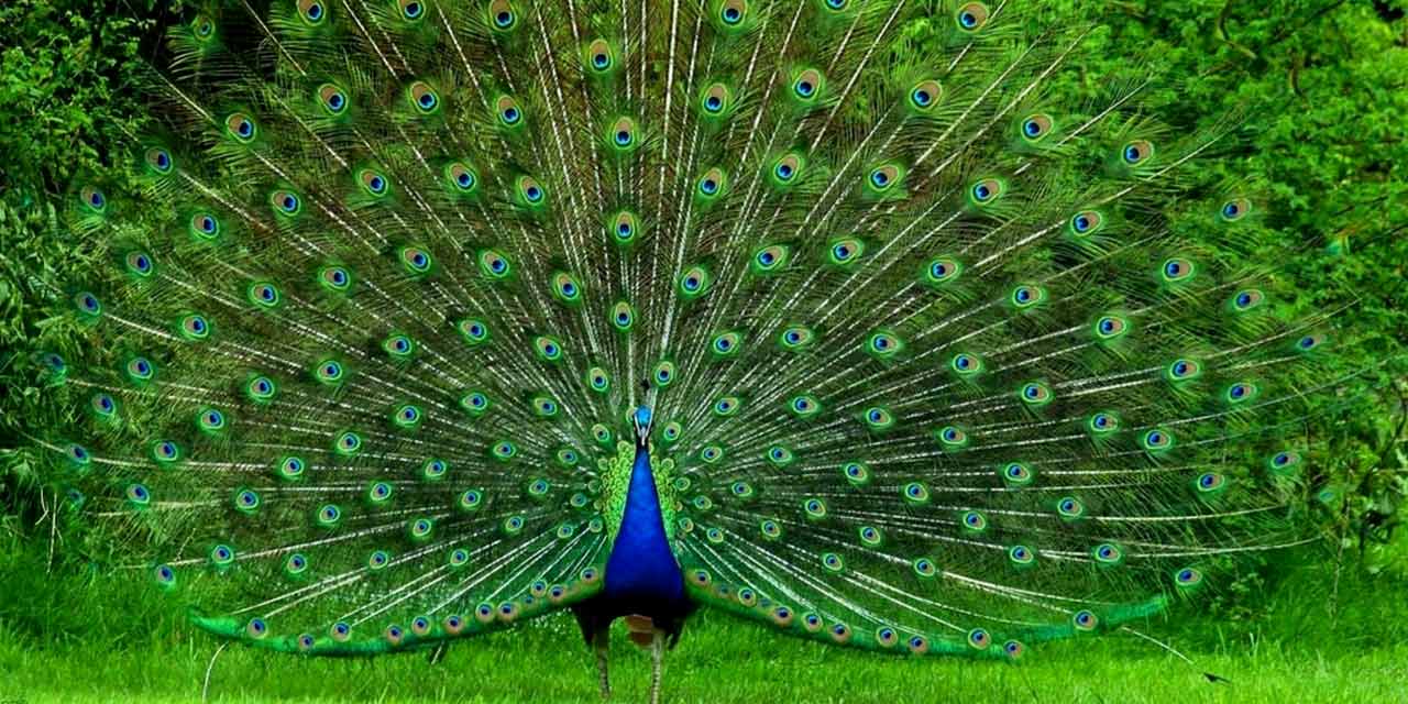 Alipore Zoological Gardens, Kolkata