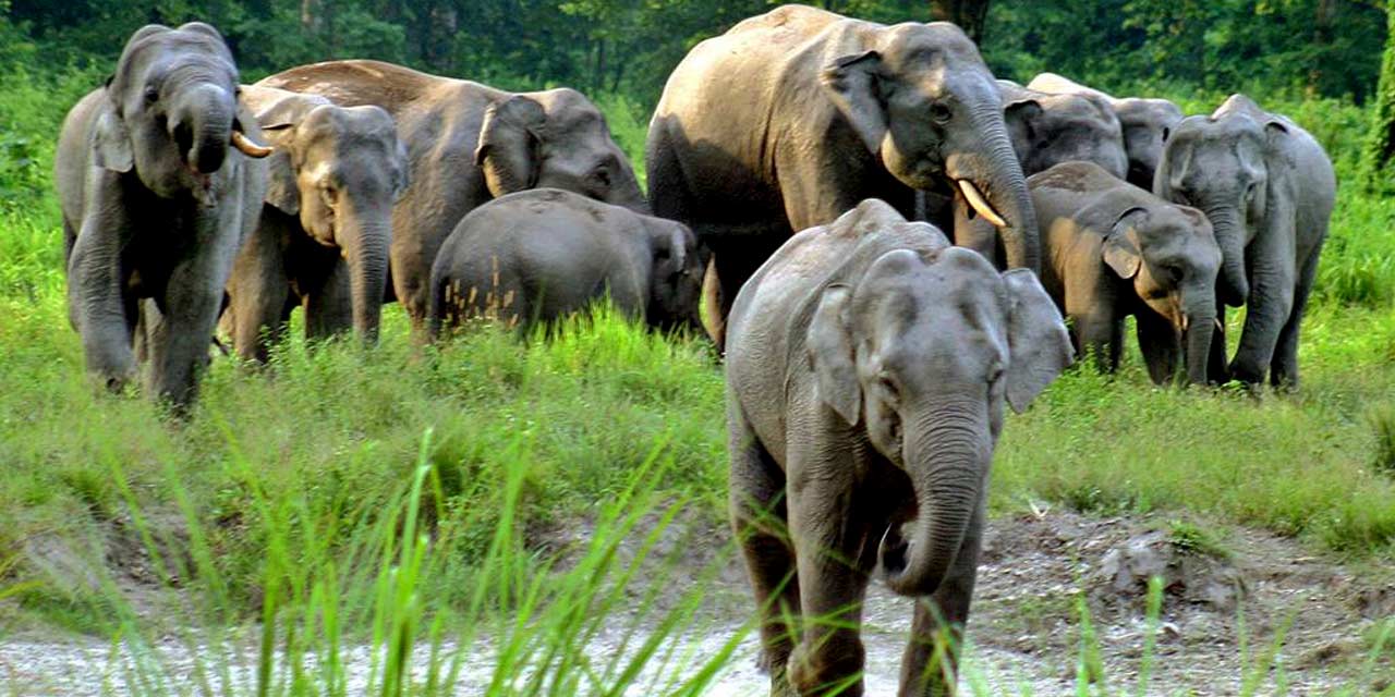 Jaldapara Wildlife Sanctuary, Kolkata Tourist Attraction