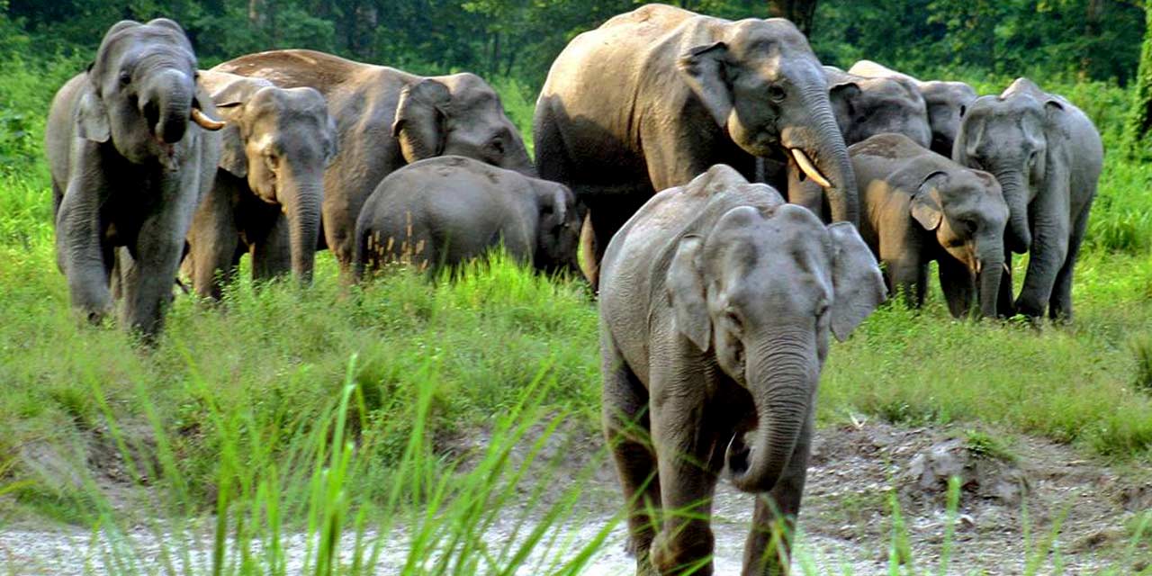 safari in west bengal