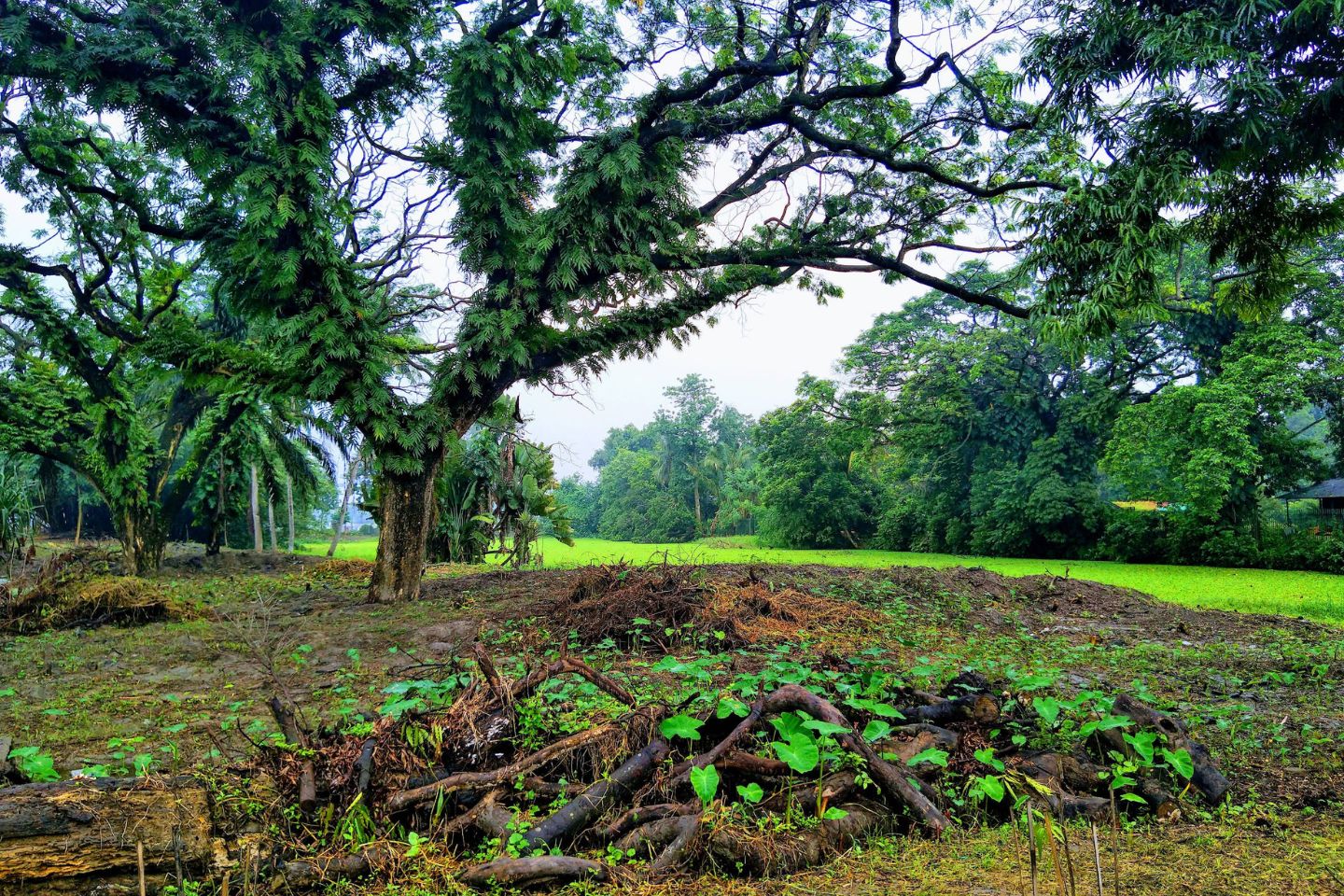 Acharya Jagadish Chandra Bose Botanical Garden Kolkata