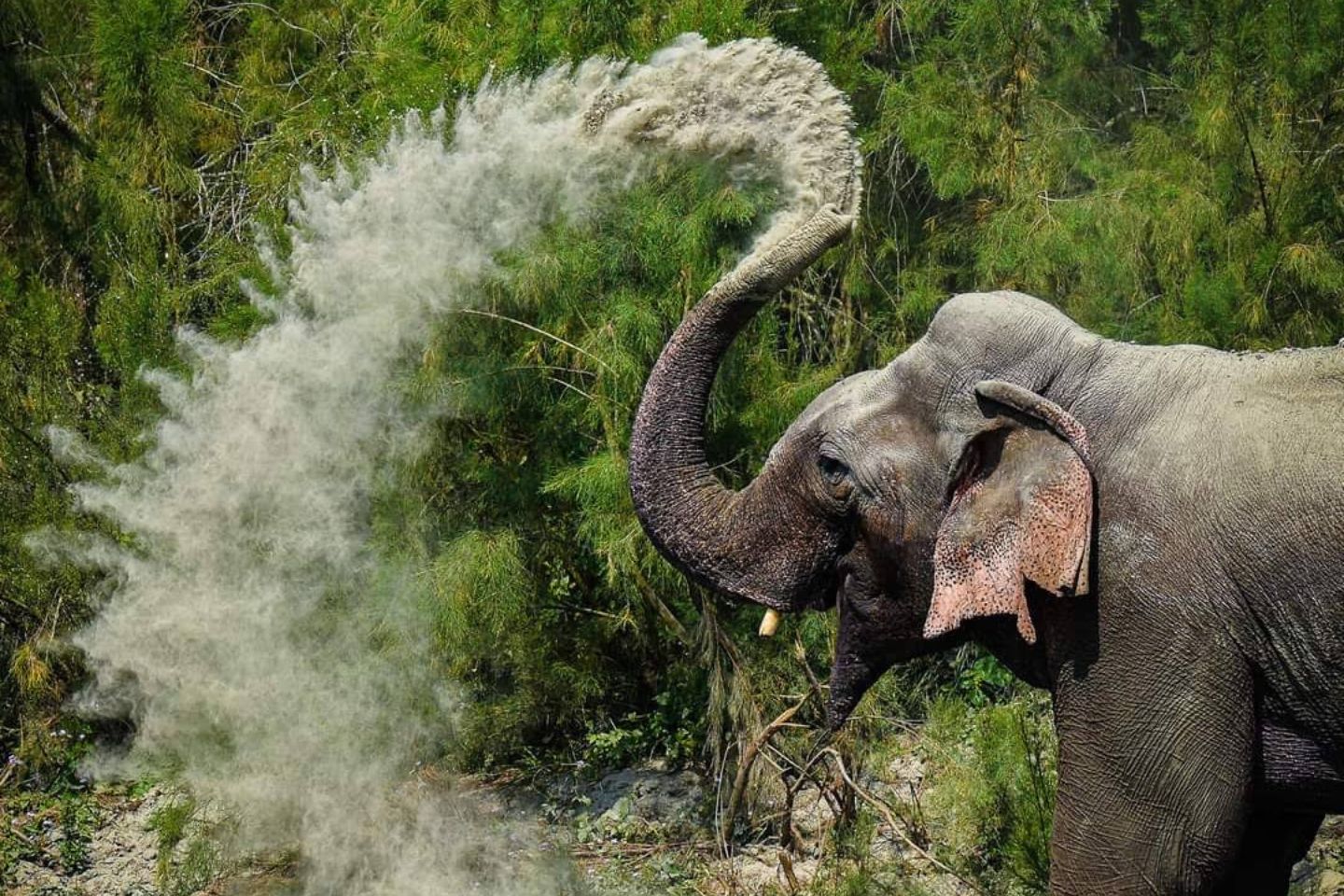 Jaldapara Wildlife Sanctuary Kolkata